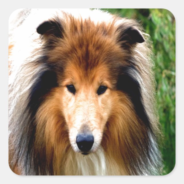 rough collie dog move to love square sticker (Front)