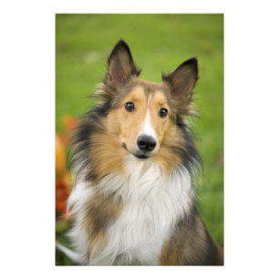Rough Collie, dog Photo Print