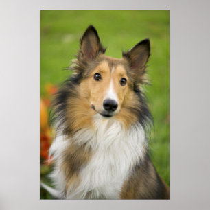 Rough Collie, dog Poster