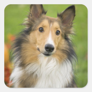 Rough Collie, dog Square Sticker