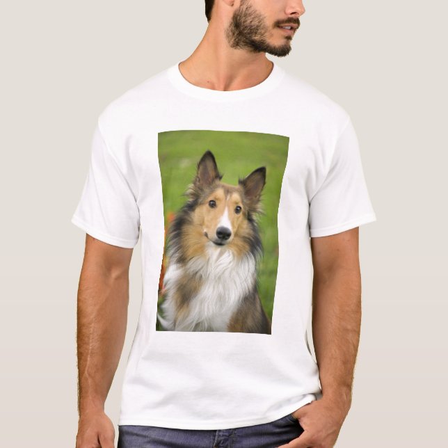 Rough Collie, dog T-Shirt (Front)