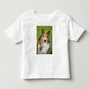 Rough Collie, dog Toddler T-Shirt