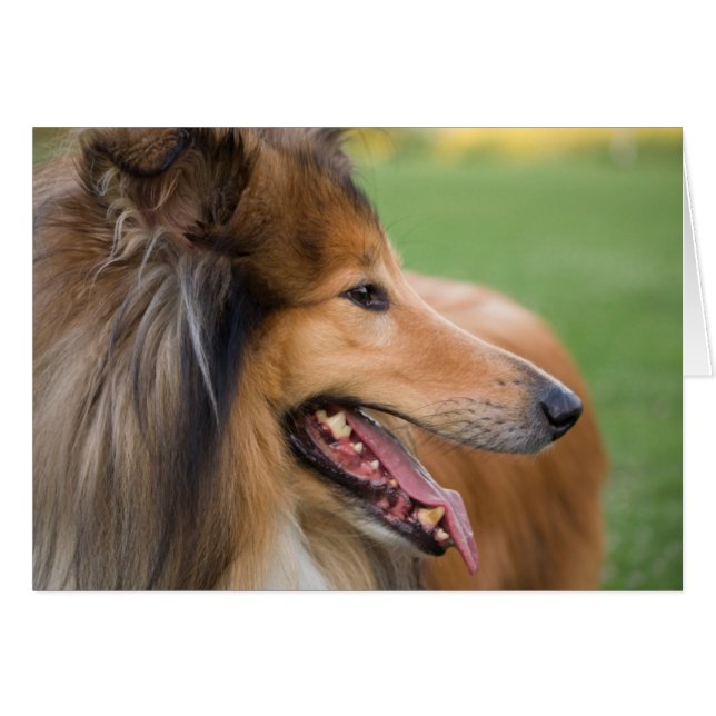 Rough Collie Face (Front Horizontal)