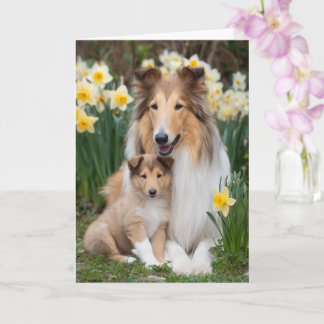Rough Collie Mum Mother’s Day Love Card