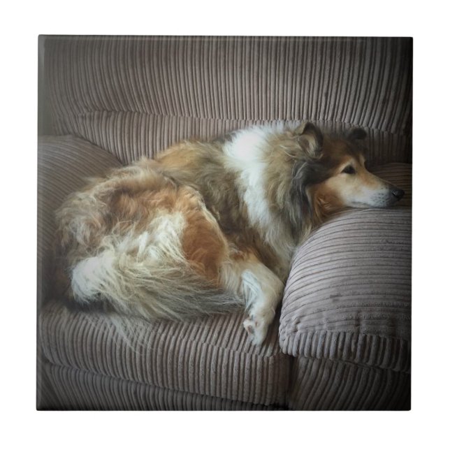 Rough collie on armchair ceramic tile (Front)