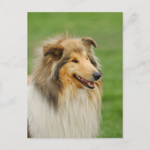 Rough Collie Postcard