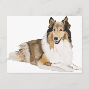 Rough Collie Postcard