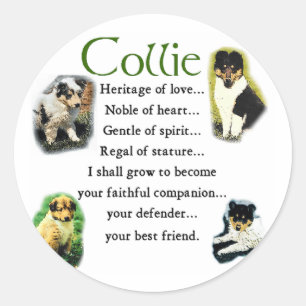 Rough Collie Puppies Art Gifts Classic Round Sticker