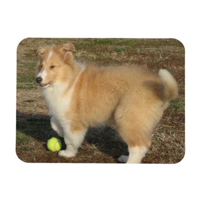 Rough collie puppy with ball magnet (Horizontal)