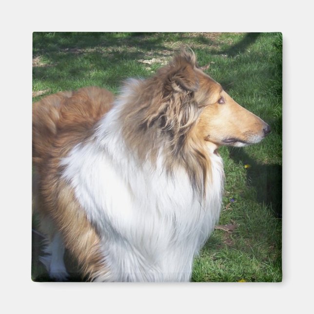 Rough Collie - Sable Magnet (Front)