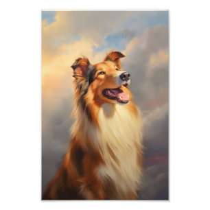 Rough collie / Scottish collie Photo Print