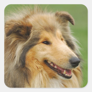Rough Collie Square Sticker