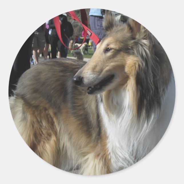 Rough Collie Sticker (Front)