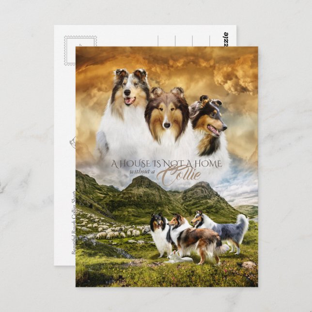 Rough Collies Portrait & Sheep Herding + Quote - Postcard (Front/Back)