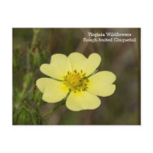 Rough-fruited Cinquefoil VA Wildflower Postcard