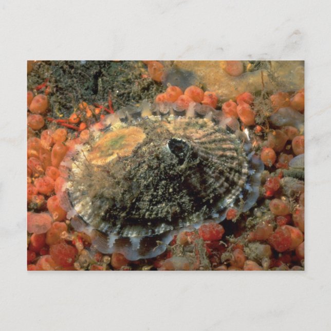 Rough keyhole limpet (Diodora aspera) Shell Postcard (Front)