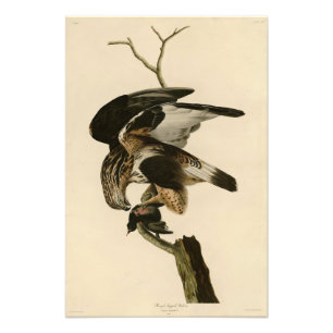 Rough-legged Falcon from Audubon Birds of America Photo Print