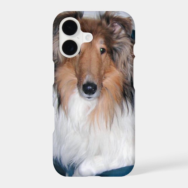 Rough Sable Collie (Back)