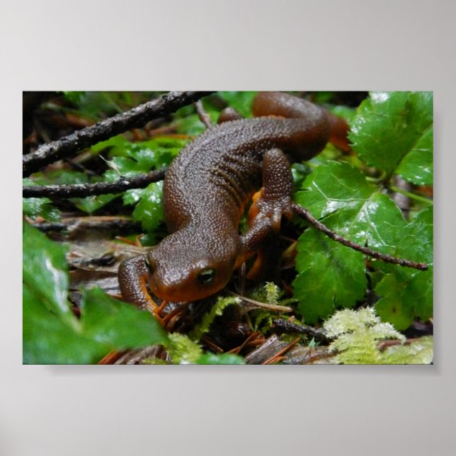rough-skinned newt poster (Front)