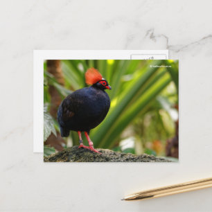 Roul-Roul Crested Wood Partridge Postcard