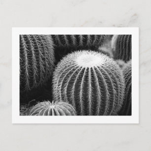 Round Cacti   Postcard