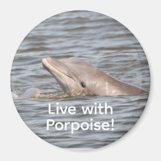 Round Dolphin Magnet