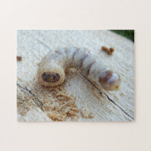 Round Headed Borer Photo Puzzle with Gift Box