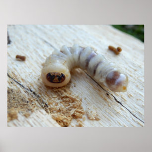 Round Headed Borer Poster