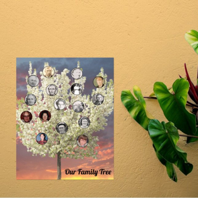 Round Photos with White Blossom Tree and Sunset Poster (Creator Uploaded)
