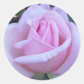 Round pink rose classic round sticker
