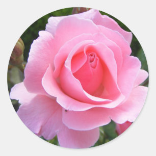 Round sticker with beautiful pink rose