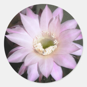 Round sticker with cactus flower