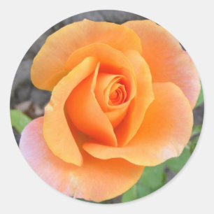 Round Sticker with orange rose