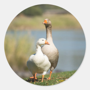 Round Sticker with portrait of Geese