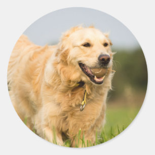 Round Sticker with portrait of Golden Retriever
