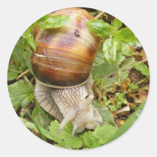 Round sticker with snail