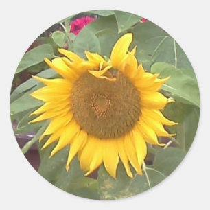 Round sticker with sunflower