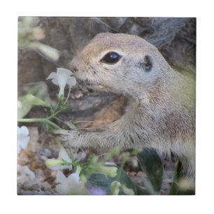 Round Tail Ground Squirrel Smelling the Flowers Ceramic Tile