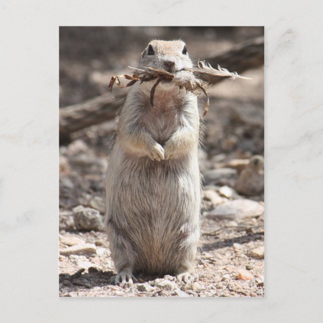 Round-Tailed Ground Squirrel Postcard (Front)