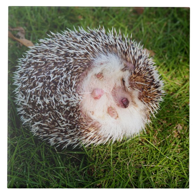 rounded hedgehog ceramic tile (Front)