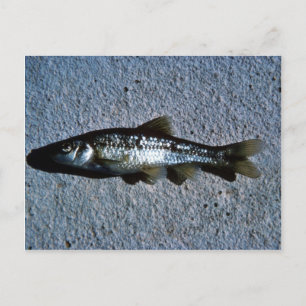 Roundnose Minnow Postcard