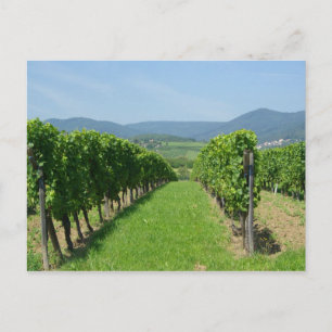 Route de Vins d'Alsace Postcard