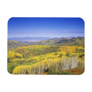 Routt National Forest in Autumn colour, near Magnet