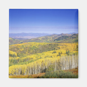 Routt National Forest in Autumn colour, near Magnet