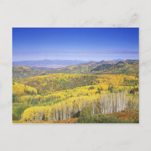 Routt National Forest in Autumn colour, near Postcard