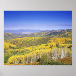 Routt National Forest in Autumn colour, near Poster