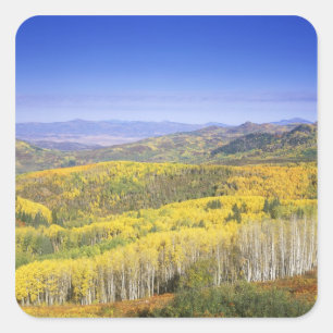 Routt National Forest in Autumn colour, near Square Sticker