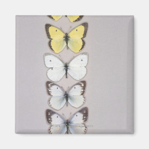 Row of butterflies magnet