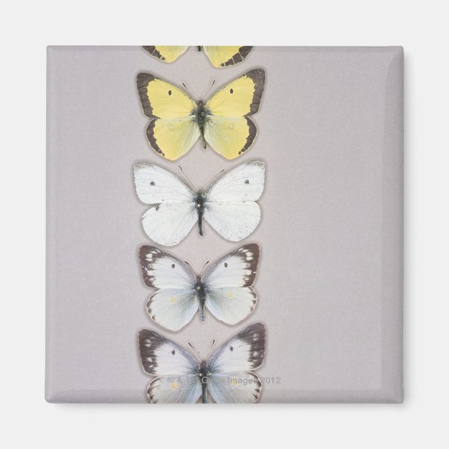 Row of butterflies magnet (Front)