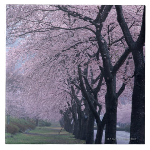 Row of cherryblossom trees ceramic tile